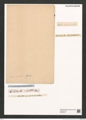 Synedra sp. (de-Toni-Nr.: Genus 66) Zeichnungen Sammlung Grunow (NHMW-BOT-W0373810)